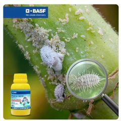 Thuốc trừ sâu Mallot 50DC 100ml: đặc trị các loại côn trùng chích hút như rệp sáp, bọ trĩ, bọ phấn trắng