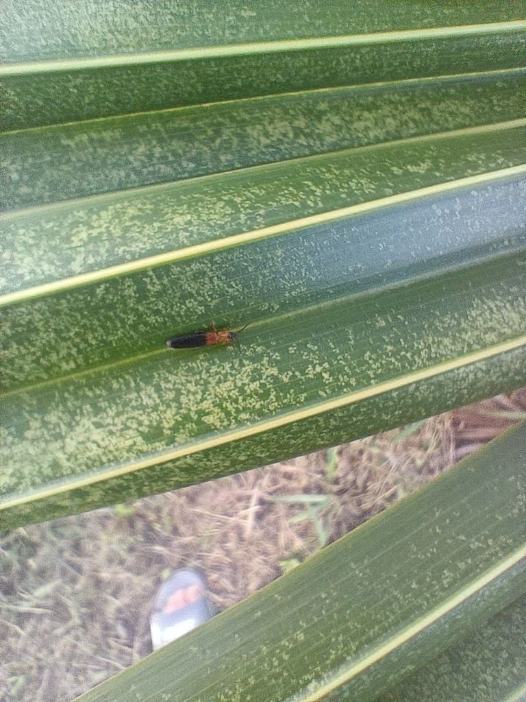 Rải gốc Sieugon 85gr (1kg) - Trừ sâu đục thân lúa, tuyến trùng, sâu đất, bọ dừa, đuông dừa