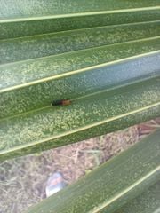 Rải gốc Sieugon 85gr (1kg) - Trừ sâu đục thân lúa, tuyến trùng, sâu đất, bọ dừa, đuông dừa