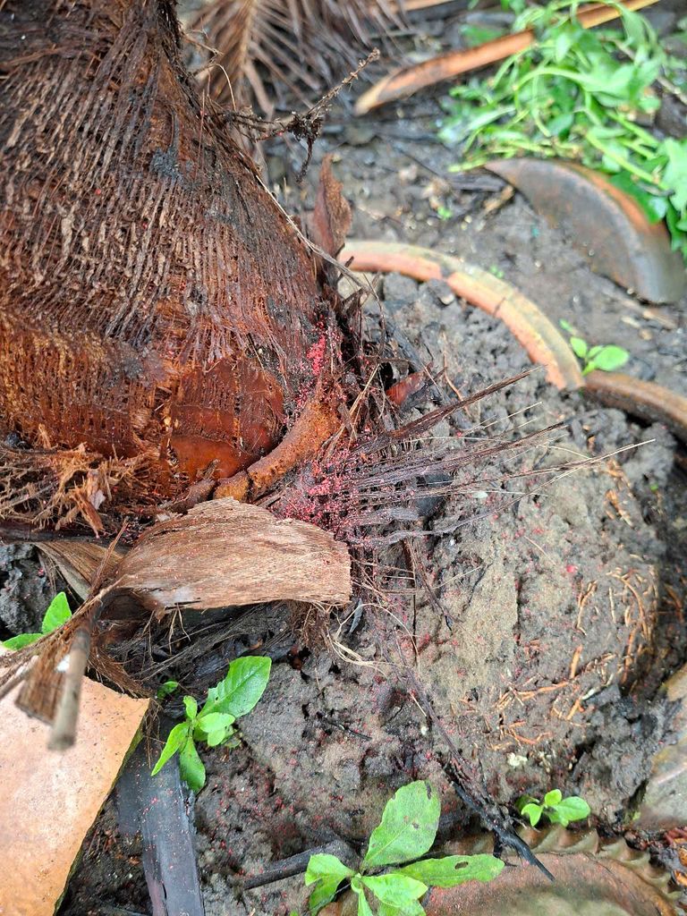 Combo Cyrux Gold 300EC và rải Siêu Nhân 85gr - Trừ sâu đầu đen hại dừa + Đuông dừa