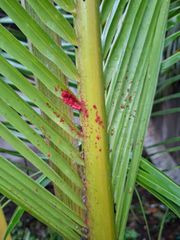 Combo Cyrux Gold 300EC và rải Siêu Nhân 85gr - Trừ sâu đầu đen hại dừa + Đuông dừa