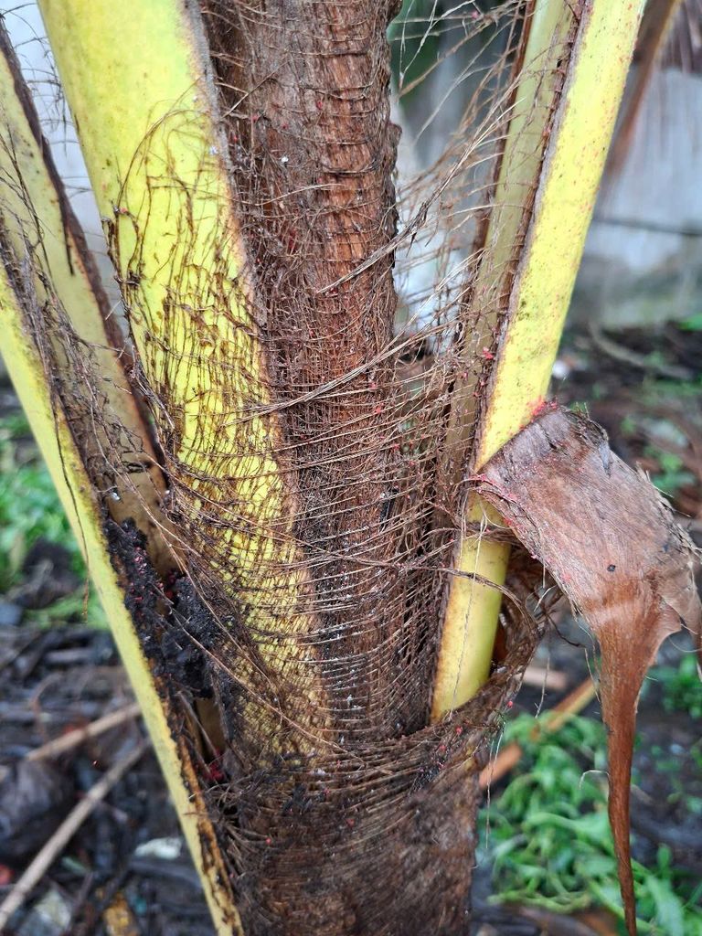 Rải gốc Siêu Nhân (1kg) - Trừ sâu đục thân lúa, rải trừ rệp sáp rễ, tuyến trùng, sâu đất, bọ dừa, đuông dừa, muỗi hành