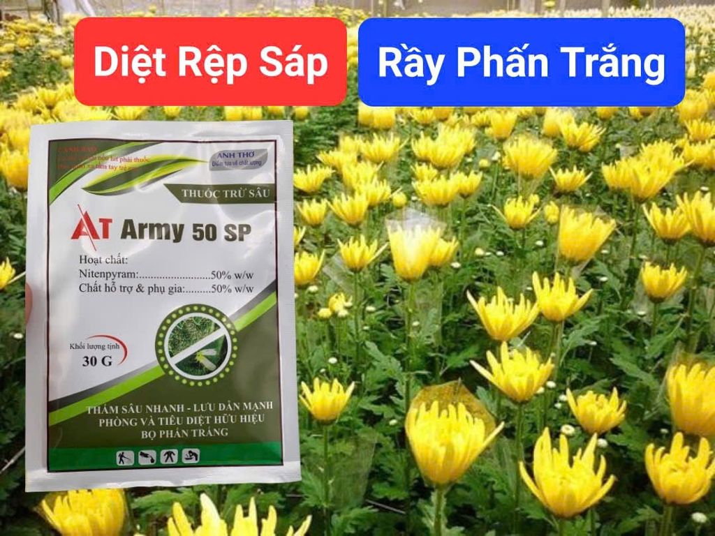 Quản lý rầy phấn trắng và rệp sáp trên hoa cúc - Gói AT ARMY 50 SP chứa Nitenpyram 50%