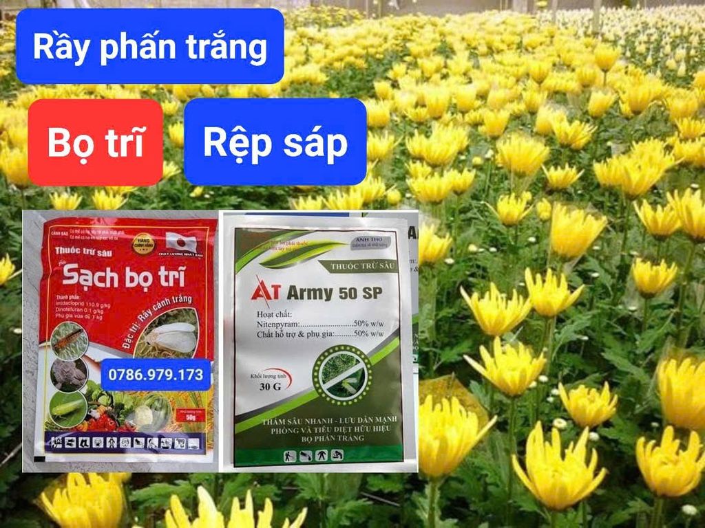 Quản lý rầy phấn trắng và rệp sáp trên hoa cúc - Gói AT ARMY 50 SP chứa Nitenpyram 50%