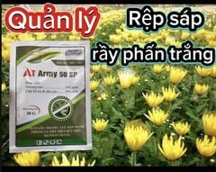 Quản lý rầy phấn trắng và rệp sáp trên hoa cúc - Gói AT ARMY 50 SP chứa Nitenpyram 50%