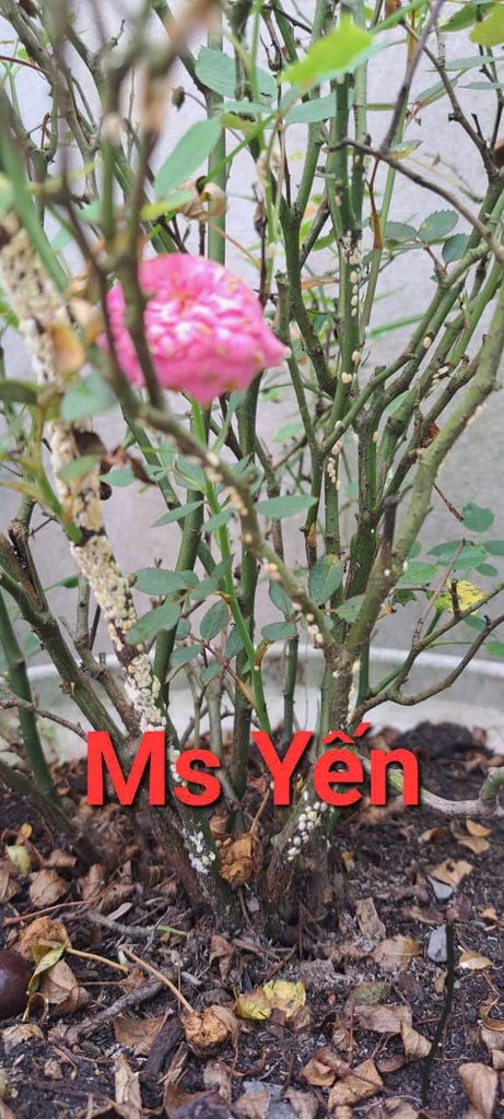 (hoa hồng - hoa mai) Bộ đôi đặc trị rệp sáp, bọ trĩ, rầy mềm, rầy xanh trên cây mai vàng, mai chiếu thủy, cây hoa hồng