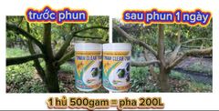 (Tẩy rong rêu cây mai kiểng) Tẩy rong rêu cây mai vàng, tẩy sạch rong chỉ sau 1 lần phun