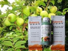 (Lớn trái, nặng ký) Bộ đôi lớn trái ổi, lớn trái mít, lớn trái vú sữa, trái to tròn đều, hạn chế méo trái, đặc ruột nặng ký