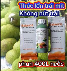 (Lớn trái, nặng ký) Bộ đôi lớn trái ổi, lớn trái mít, lớn trái vú sữa, trái to tròn đều, hạn chế méo trái, đặc ruột nặng ký