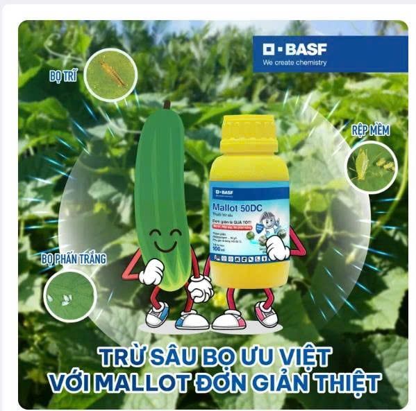 Thuốc trừ sâu Mallot 50DC 100ml: đặc trị các loại côn trùng chích hút như rệp sáp, bọ trĩ, bọ phấn trắng
