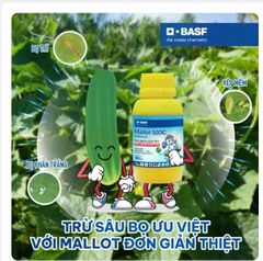 Thuốc trừ sâu Mallot 50DC 100ml: đặc trị các loại côn trùng chích hút như rệp sáp, bọ trĩ, bọ phấn trắng