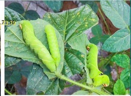 (480ml) Thuốc trừ sâu MEGARIN 50EC: Trị rầy thánh giá, Bọ Xít muỗi gây hại sầu riêng, bọ xít muỗi gây hại điều/ ca cao, Sâu Xanh đậu tương