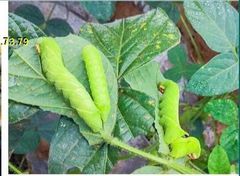 (480ml) Thuốc trừ sâu MEGARIN 50EC: Trị rầy thánh giá, Bọ Xít muỗi gây hại sầu riêng, bọ xít muỗi gây hại điều/ ca cao, Sâu Xanh đậu tương