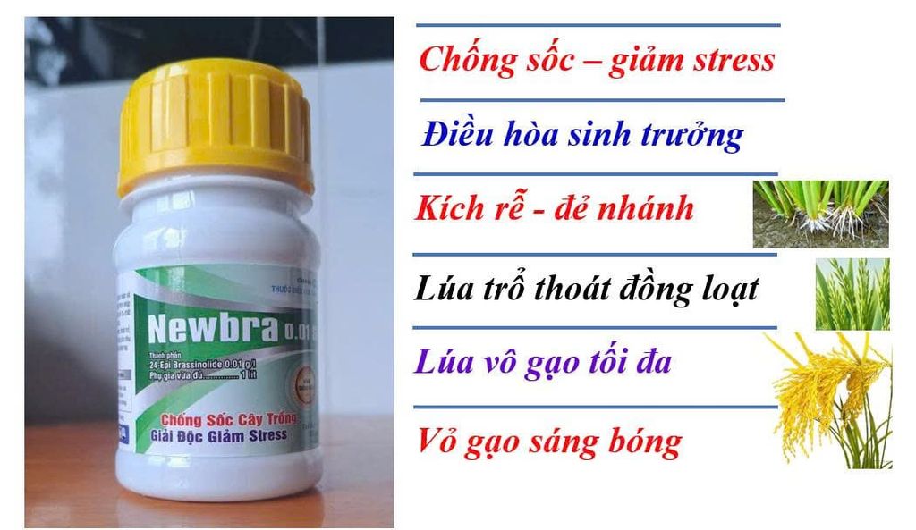(Chuyên lúa) Thuốc điều hòa sinh trưởng Newbra 0.01 SL, 24 Epi Brassinolide 0.01 g/l: chống sốc cây trồng, giải độc giảm stress :giúp cây ra rễ mạnh, đẻ nhánh, thoát trổ đồng loạt và vô gạo tối đa