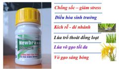(Chuyên lúa) Thuốc điều hòa sinh trưởng Newbra 0.01 SL, 24 Epi Brassinolide 0.01 g/l: chống sốc cây trồng, giải độc giảm stress :giúp cây ra rễ mạnh, đẻ nhánh, thoát trổ đồng loạt và vô gạo tối đa