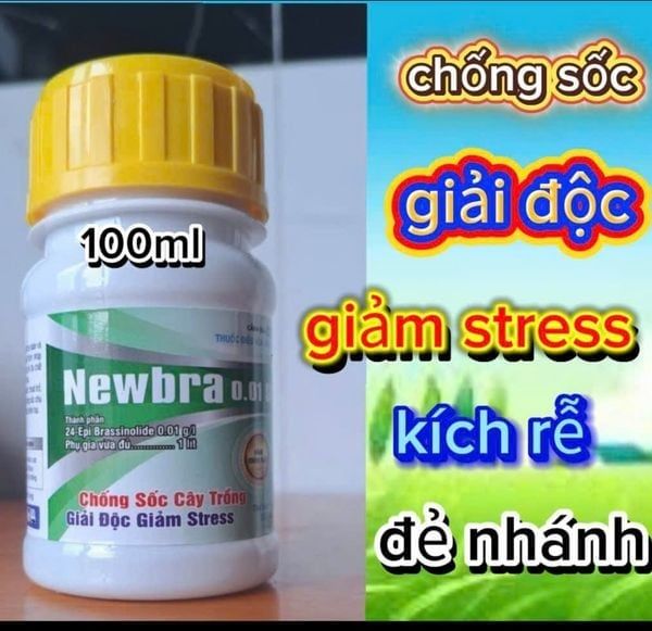 (COMBO) Giải pháp chống sốc nhiệt cho sầu riêng 1 TẢO BIỂN + 2 NEWBRA + 2 CABO THÁI + 2 COMBI, giúp xanh dày lá, tăng sức chóng chịu khô hạn, hạn chế cháy lá, tăng đậu trái, hạn chế rụng trái