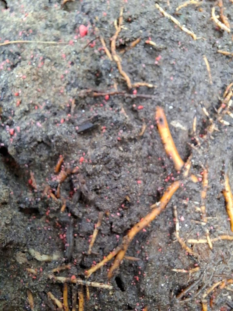 Combo Cyrux Gold 300EC và rải Siêu Nhân 85gr - Trừ sâu đầu đen hại dừa + Đuông dừa