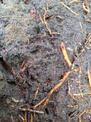 Combo Cyrux Gold 300EC và rải Siêu Nhân 85gr - Trừ sâu đầu đen hại dừa + Đuông dừa