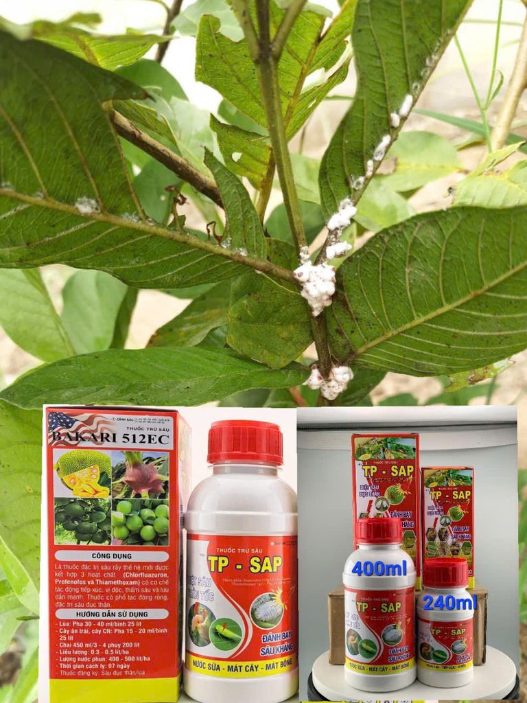 (rệp sáp ổi + chống rụng bông, trái non) Trừ rệp sáp ổi, nước sữa, không nóng và chống rụng bông, ngăn ngừa rụng trái non