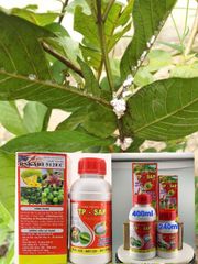 (rệp sáp ổi + chống rụng bông, trái non) Trừ rệp sáp ổi, nước sữa, không nóng và chống rụng bông, ngăn ngừa rụng trái non