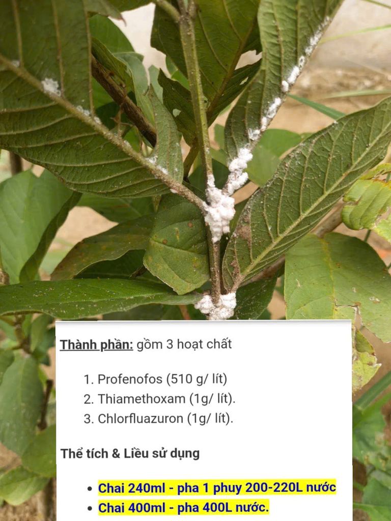 (rệp sáp ổi + chống rụng bông, trái non) Trừ rệp sáp ổi, nước sữa, không nóng và chống rụng bông, ngăn ngừa rụng trái non