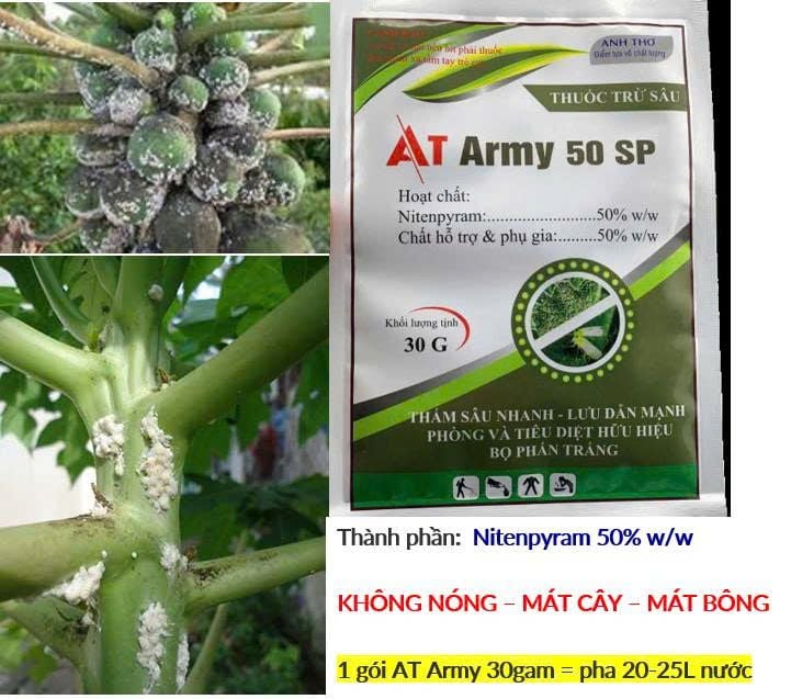 Thuốc phòng trừ rệp sáp hiệu quả và an toàn trên đu đủ - AT ARMY 50SP trừ rệp sáp, rầy mềm, bọ trĩ gây hại đu đủ, không nóng, phun được cả cây con