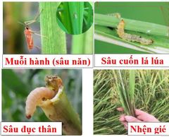 (Chuyên LÚA) Trừ sâu cuốn lá lúa, sâu đục thân, muỗi hành (sâu năn), nhện gié gây hại ruộng lúa