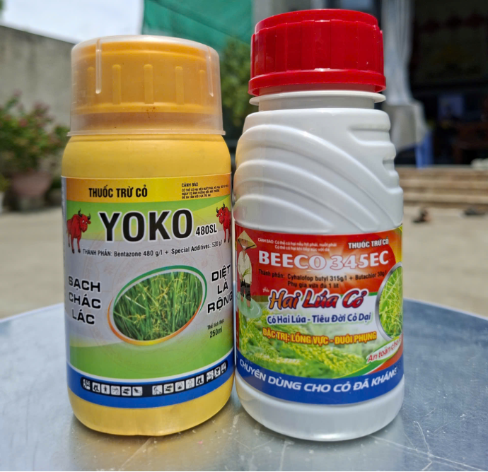 Thuốc trừ cỏ sót như trừ cỏ gạo, cỏ đuôi phụng, cỏ lồng vực và cỏ chác lác trên ruộng lúa