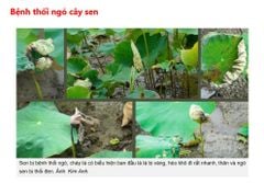 Thuốc trừ bệnh thối ngó cây sen, thối lá và thối rễ sen: Fugi max 25g và Sạch bệnh 1102 50g VÀ Poner 10gam