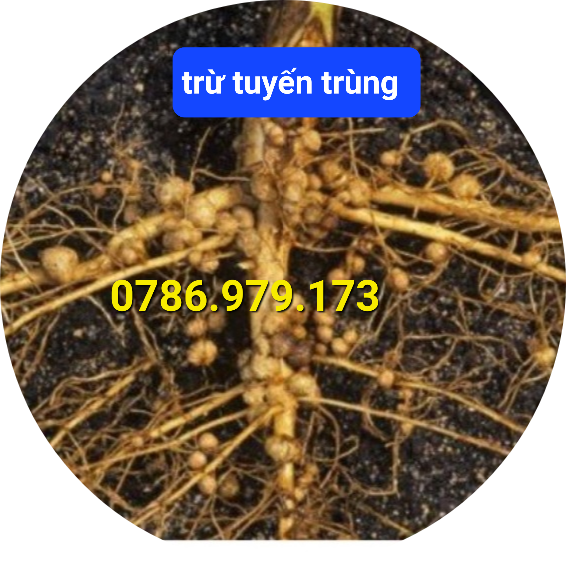 (450ml) Thuốc trừ bệnh KAIDO 50SL, sạch tuyến trùng rễ,  trừ tuyến trùng gây bướu rễ, quản lý bệnh thối trái - thối quả
