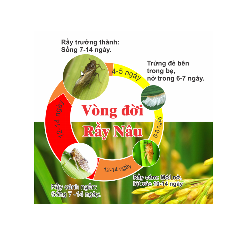 (Chai 450ml) Thuốc trừ sâu Excel BASA 50EC: nước trong, ít hôi, phun rầy chết nhanh. Thuốc tiếp xúc xông hơi cực mạnh, đặc trị rầy nâu hại lúa