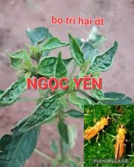 Thuốc chuyên trừ bọ trĩ gây hại trên cây Ớt, không nóng, mát cây và mát bông, trái ớt