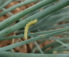 Đặc trị sâu hành đã kháng thuốc, trừ sâu xanh da láng trên hành