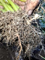 (1 chai pha 400L nước) Đặc trị tuyến trùng rễ LASKA 30SC 240ml: với hoạt chất tiên tiến Fosthiazate 30% w/w