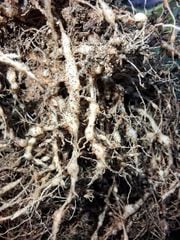 (1 chai pha 400L nước) Đặc trị tuyến trùng rễ LASKA 30SC 240ml: với hoạt chất tiên tiến Fosthiazate 30% w/w