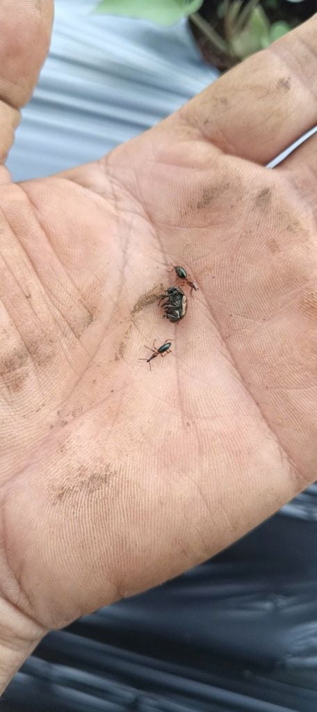 Thuốc Tưới Gốc, Rải Gốc Phòng Trị Sùng Hà, bọ Hà Trên Khoai Lang