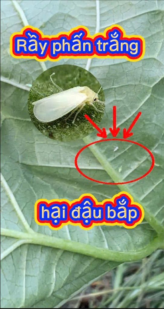 Thuốc AT ARMY 50SP trừ rầy phấn trắng đậu bắp, thuốc trị rầy xanh trên đậu bắp