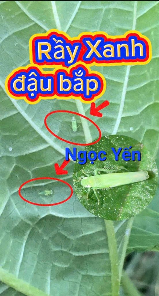 Thuốc AT ARMY 50SP trừ rầy phấn trắng đậu bắp, thuốc trị rầy xanh trên đậu bắp