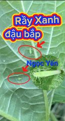 Thuốc AT ARMY 50SP trừ rầy phấn trắng đậu bắp, thuốc trị rầy xanh trên đậu bắp