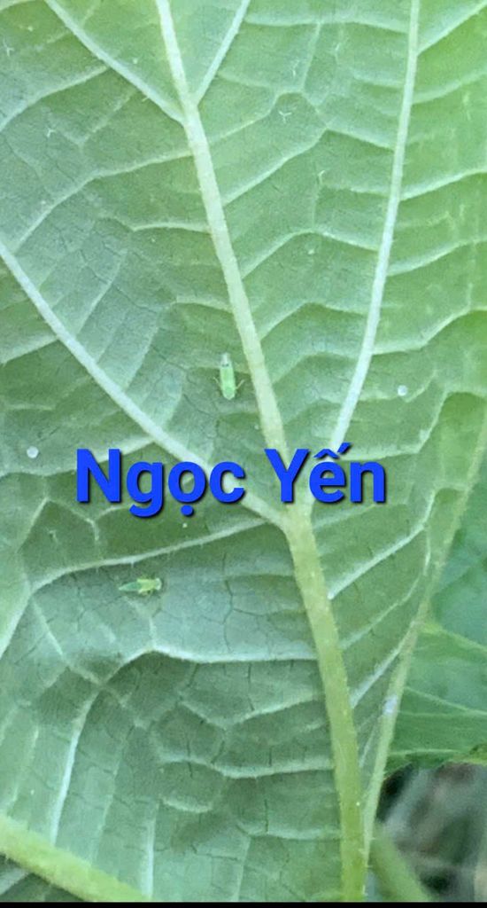 Thuốc AT ARMY 50SP trừ rầy phấn trắng đậu bắp, thuốc trị rầy xanh trên đậu bắp