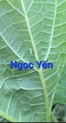 Thuốc AT ARMY 50SP trừ rầy phấn trắng đậu bắp, thuốc trị rầy xanh trên đậu bắp