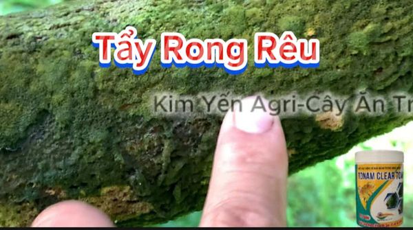(Tẩy rong rêu chỉ sau 1 lần phun) Tẩy rong rêu trên cây trồng, tẩy rong rêu sàn, tường  - hiệu Tonam Clear 70WP 500g