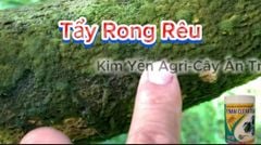 (Tẩy rong rêu chỉ sau 1 lần phun) Tẩy rong rêu trên cây trồng, tẩy rong rêu sàn, tường  - hiệu Tonam Clear 70WP 500g