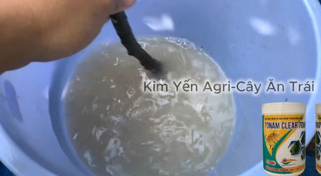 (Tẩy rong rêu cây mai kiểng) Tẩy rong rêu cây mai vàng, tẩy sạch rong chỉ sau 1 lần phun