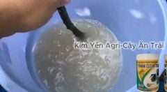 (Tẩy rong rêu cây mai kiểng) Tẩy rong rêu cây mai vàng, tẩy sạch rong chỉ sau 1 lần phun