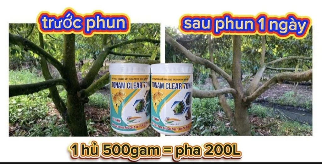 Phục hồi sầu riêng sau thu hoạch, tẩy rong, tưới gốc phục hồi rễ, kích thích rễ, nâng PH đất, cung cấp dinh dưỡng dễ hấp thụ cho cây sầu riêng