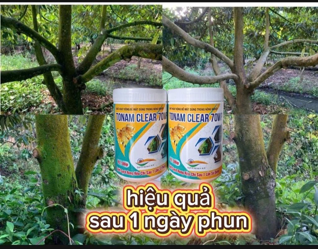 Phục hồi sầu riêng sau thu hoạch, tẩy rong, tưới gốc phục hồi rễ, kích thích rễ, nâng PH đất, cung cấp dinh dưỡng dễ hấp thụ cho cây sầu riêng