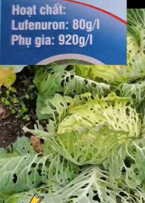 (240ml) Thuốc  trừ sâu Lino pesti 80EC 240ml:  diệt trừ sâu kháng thuốc, đặc trị sâu tơ trên bắp cải, sâu cuốn lá, sâu đục thân, sâu xanh da láng...