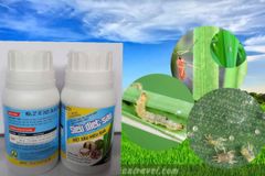 New Tapky 10EC, Siêu Diệt Sâu 100ml: đặc trị sâu cuốn lá lúa, nhện gié, muỗi hành, sâu đục trái, sâu đục thân