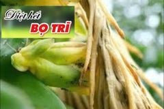 (Trừ bọ trĩ, rệp sáp thanh long) Thuốc trừ bọ trị và rệp sáp thanh long, không nóng, phun được giai đoạn trái non, trái chín